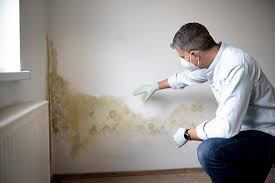 Best Environmental Consulting for Mold Prevention in USA